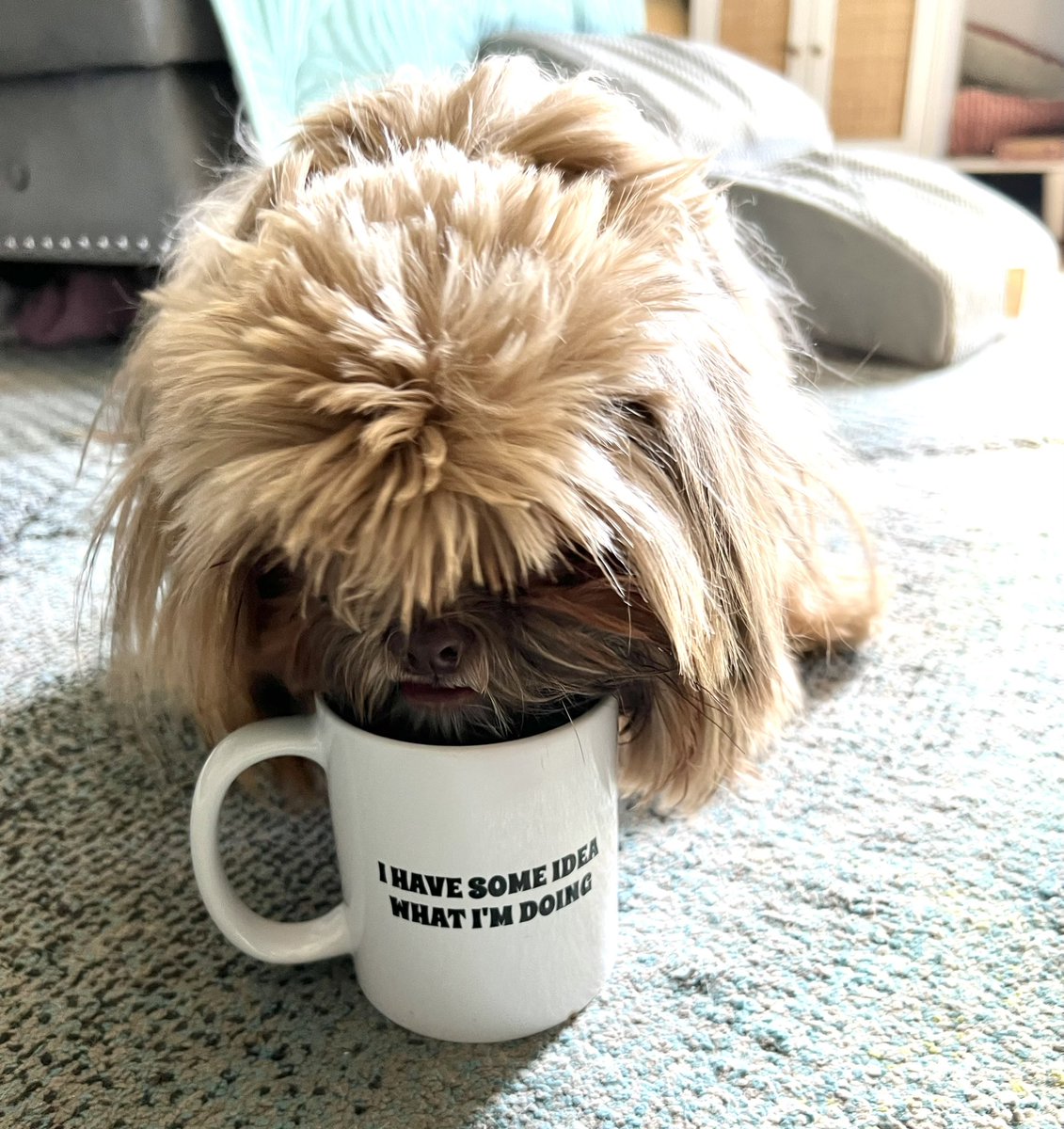 THE HERD HOUSE tweet media