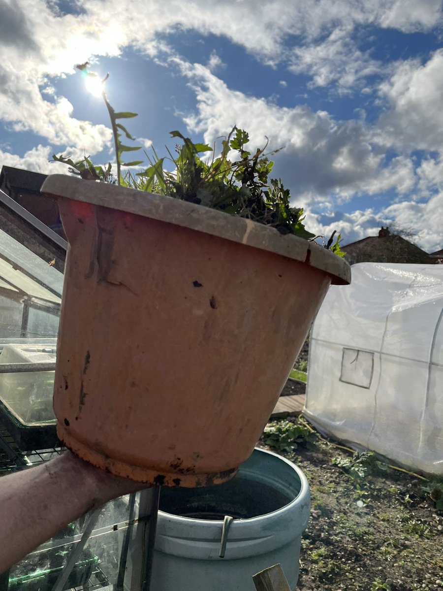 A bucket for of weeds…. I’m the great to get back out doors, sowing seeds and just getting some down time 🫶🏻
#gardening #GardingTwitter #Gardeningtips