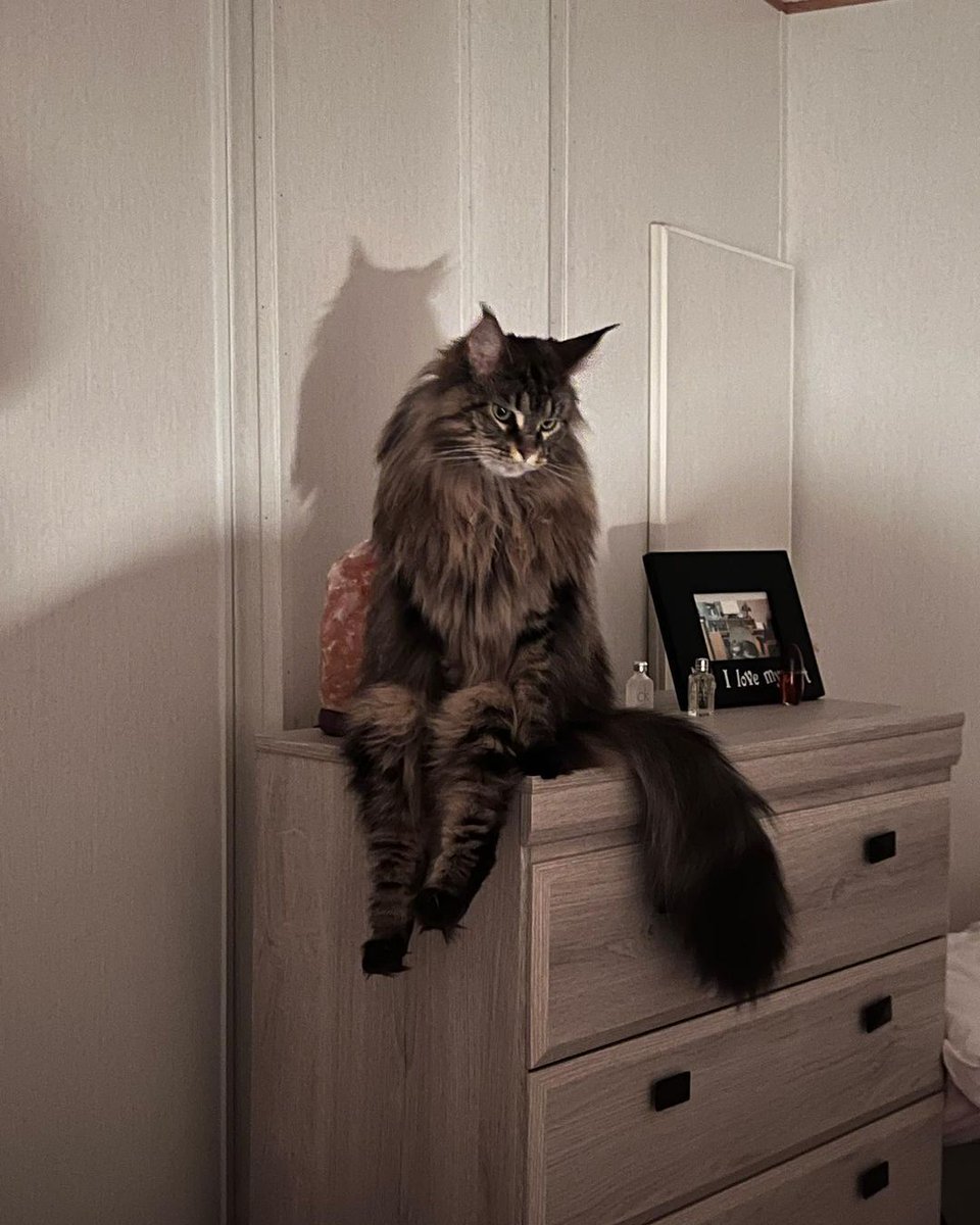 Why you should have a cat (@shouldhavecat) on Twitter photo 