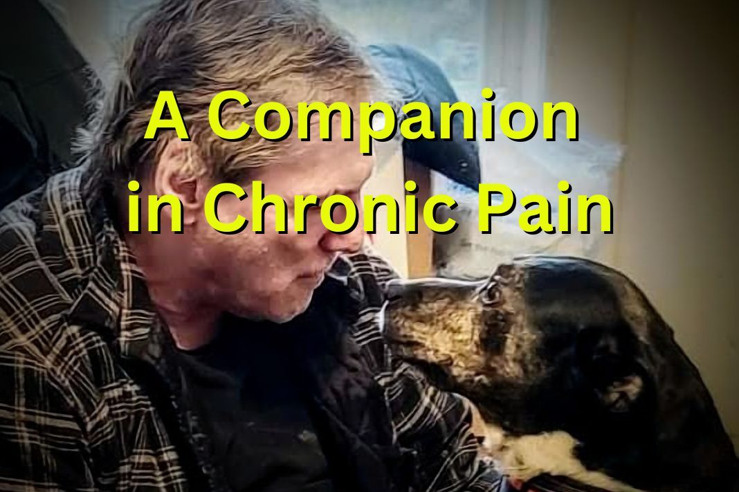A Companion in Chronic Pain
For those living with Fibromyalgia, finding ways to manage symptoms and improve quality of life is crucial. One option that may be worth considering is getting a service dog
bit.ly/47LHSzT