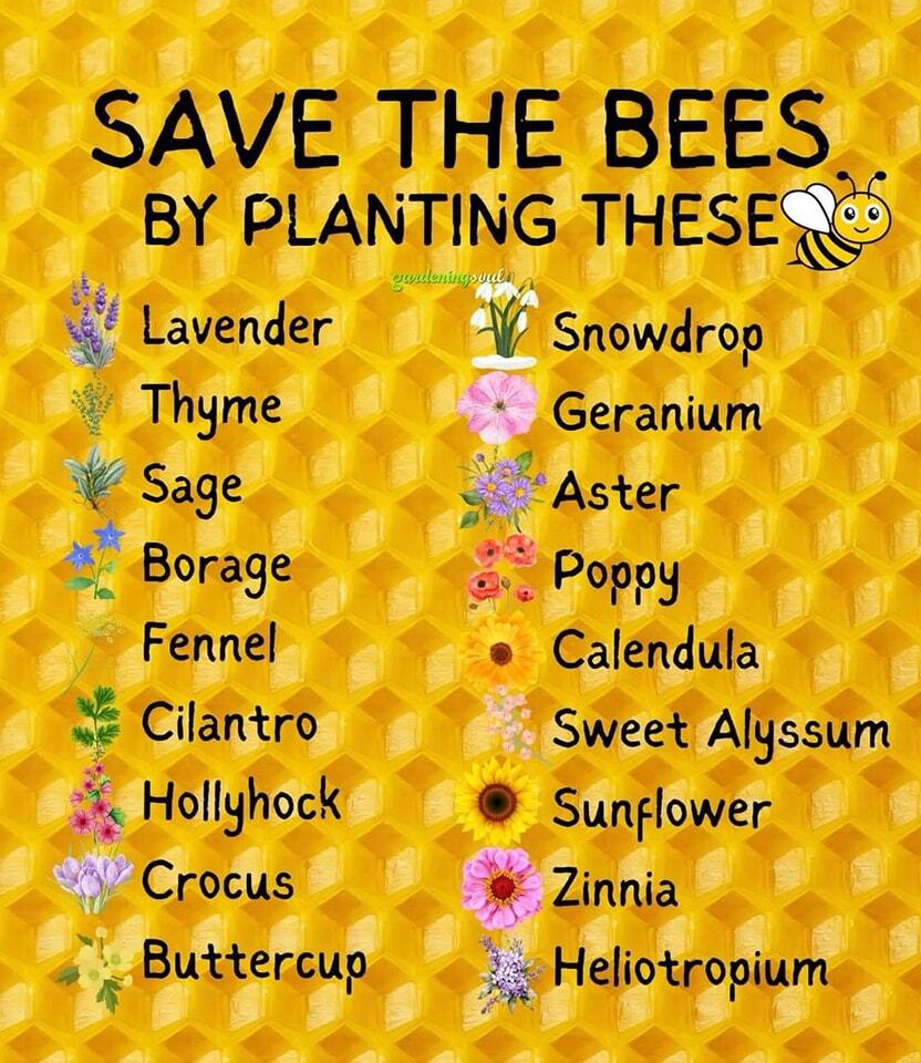 🐝 #SaveTheBees by planting these 🐝🐝

🌸🌼🌺🌻

#Garden #Gardening #GardeningLife #Gardener #WildlifeGardening #GardenersWorld #GardeningTwitter #GardeningIsMyTherapy #GardenTips #GardenersLife #GardenChat #Plants #Plant #Nature #NaturesBeauty #NatureLovers #PlantsPlantsPlant…