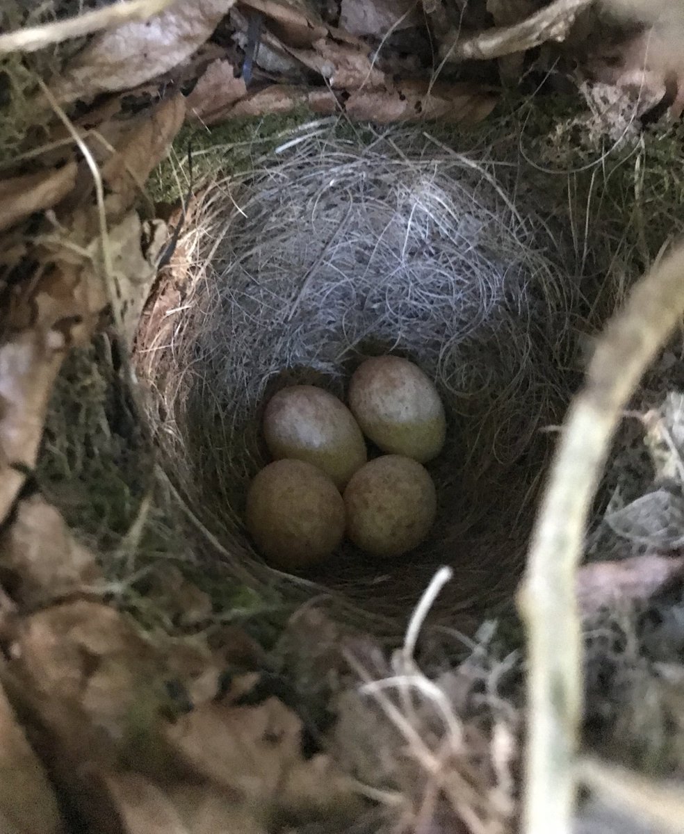 I’ve found three Robin nests in Thetford this weekend, two with eggs. Nest recording season is go! 🎉 #nestrecord