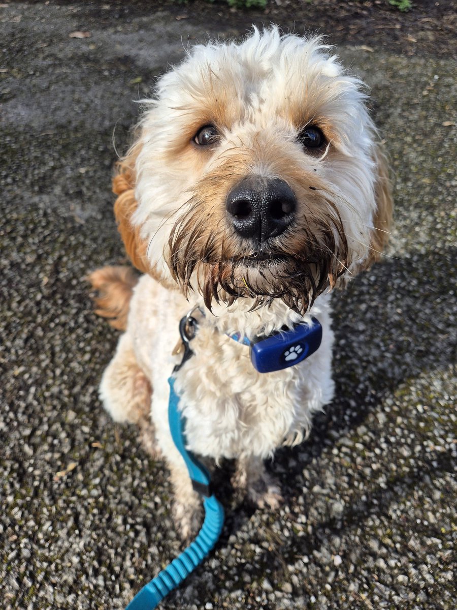 The face of someone who was eating mud on his walk 😂 he was running around in circles in the puddles like a lunatic and someone came past and said he looked like he'd won the lottery!