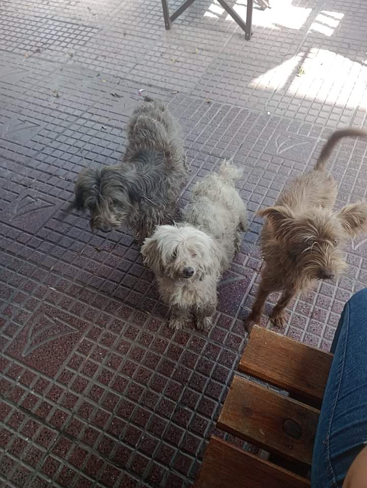 Buen día, hace unos días estos 3 perros están apareciendo en mí trabajo buscando algo de alimento , lo cual le damos con mí compañera ,los 3 están en un lamentablemente estado no se quién será el dueño pero necesitan con urgencia : 1132610957