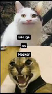 HeckerCoin tweet media