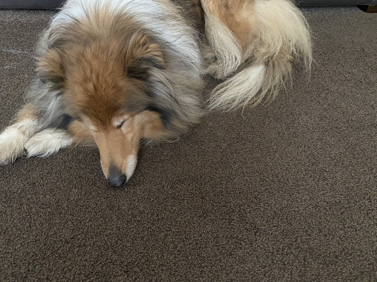 Yes naughty girl ran off on my dad so spent most of the first half &amp; second tramping through the muddy field, the embarrassment of going in the neighbours garden you were in &amp; carry you down the street for refusing to come out. Then looking for parents who don’t take a phone!! 😂