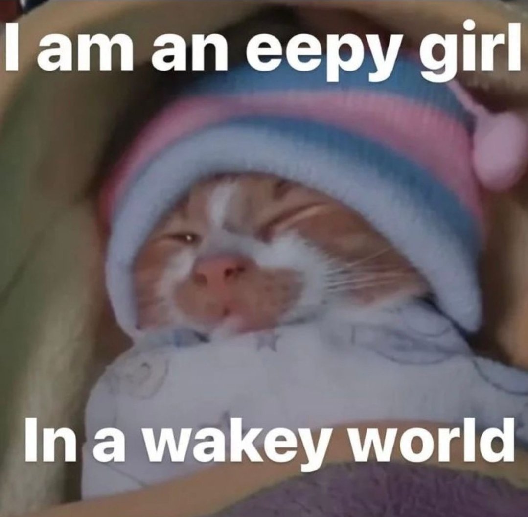 smol silly cat tweet media