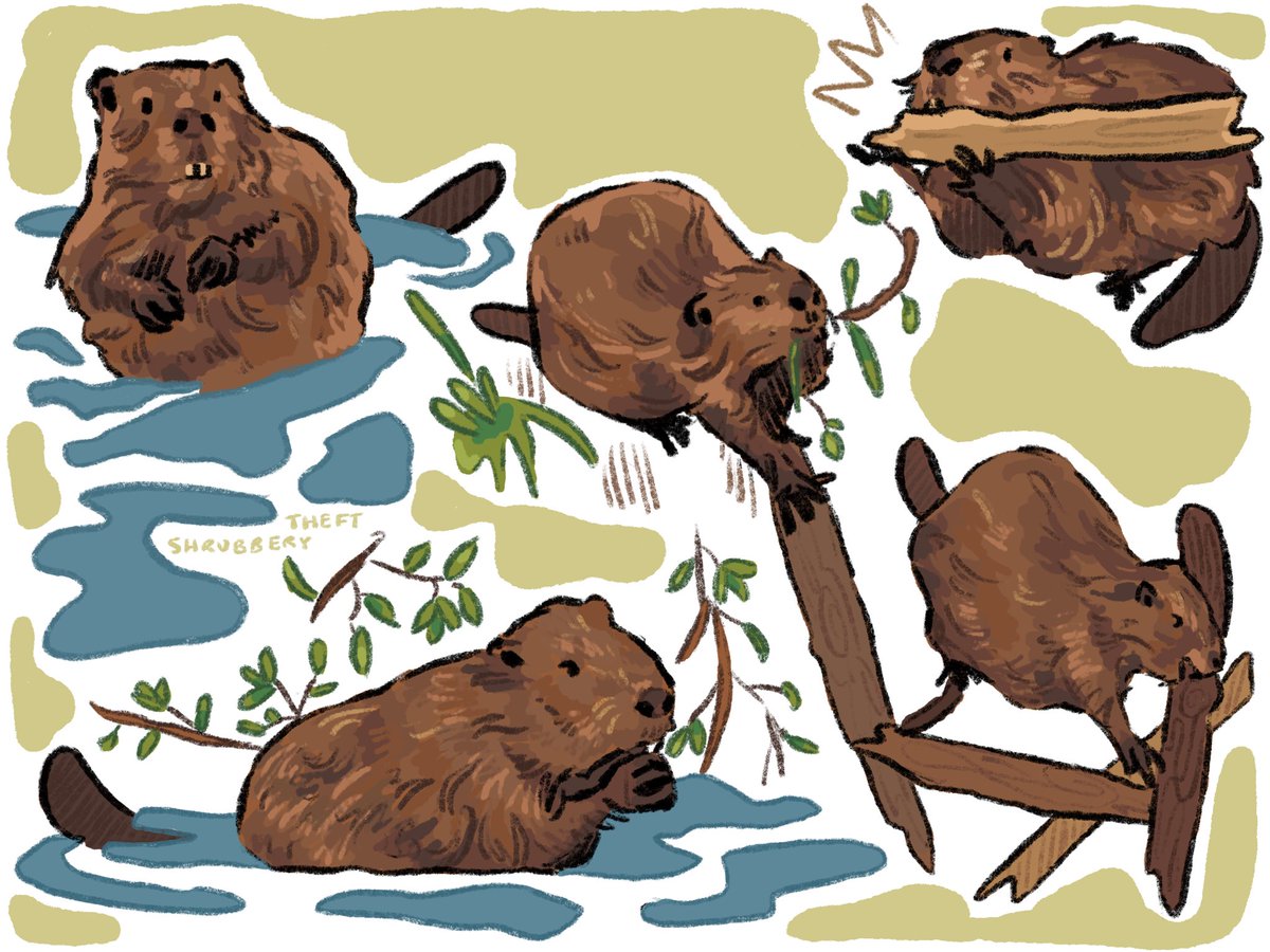 more beaver shenanigans 🦫 #illustration