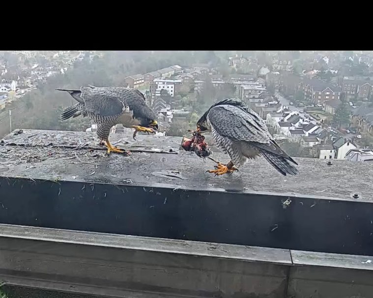Sutton Peregrines. All within the space of 3 minutes between 10.54 and 10.57 this morning, a courtship display, the falcon briefly scraping in the gravel, she returned to the ledge, the male left and came back and they mated. He left again, immediately returning with a food gift!