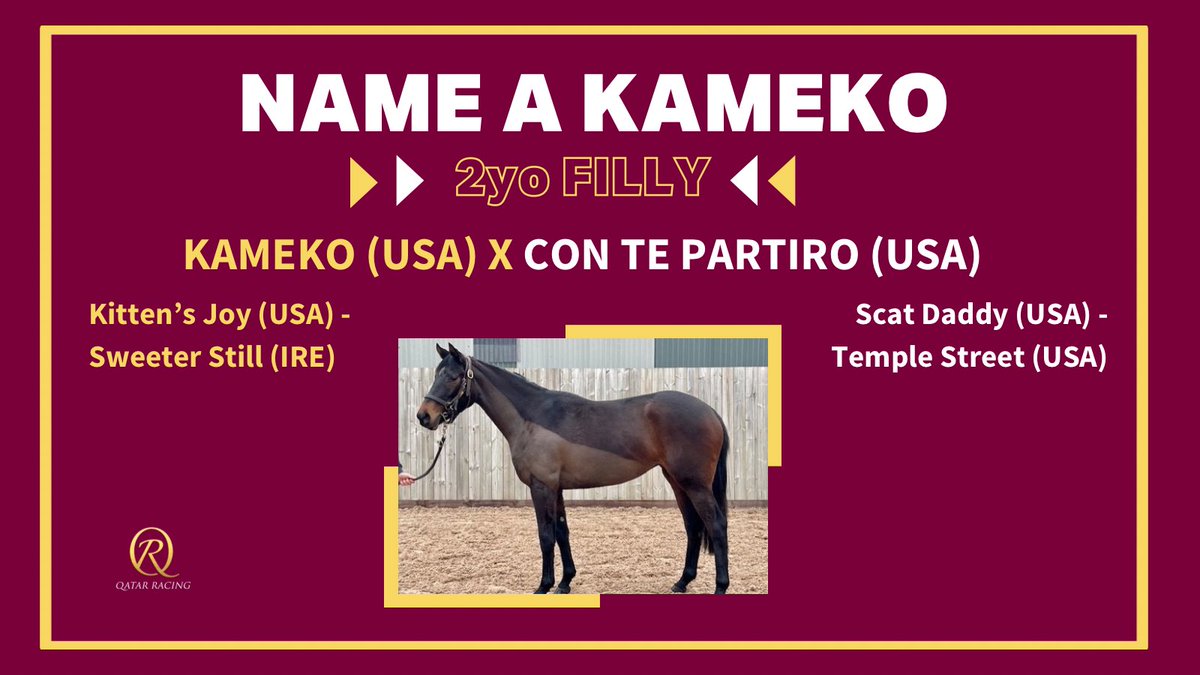 🚨 NAME A KAMEKO 🐢 COMPETITION 🚨   #QatarRacing are giving you the opportunity to name 3 of Kameko's first 2yos.  What are your suggestions for this Kameko x Con Te Partiro 2yo filly in training with John & @thadygosden?   To enter: ➕ FOLLOW @Qatar_Racing 🔁 REPLY with your