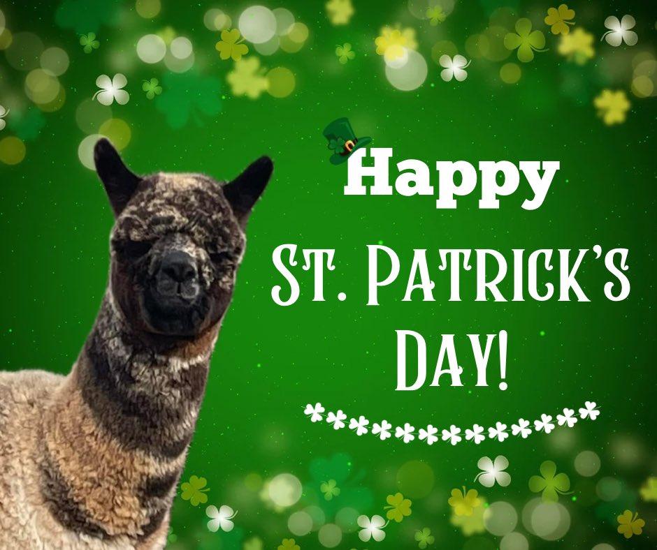 Happy St. Patrick’s Day from the Elderwood herd!

#elderwood #elderwoodfarms #elwd #alpaca #alpacas #alpacafarm #cria #crias #stpatricksday #stpatricksday2024 #4leafclover #fourleafclover #potofgold #leprechaun #holiday #pinchme #luckoftheirish #luckycharms #paddysday #weargreen