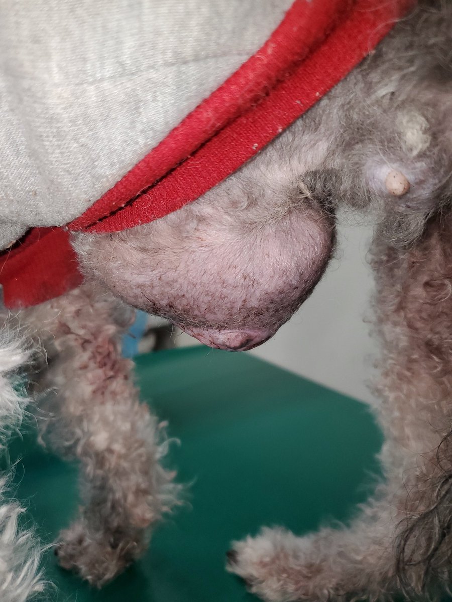 oosakasakaiah's tweet photo. 犬の乳腺腫瘍は小さなうちは摘出することで根治をねらえます
しかし大きくなってくると遠隔転移やリンパ管浸潤だけでなく腫瘍そのものが自壊してQOLが大きく下がります
早めに摘出するためには早めに見つける必要があります
普段からよく触ってあげると良いでしょう

#犬
#乳腺腫瘍
#乳癌
#動物病院 https://t.co/gIdFvFrpxk
