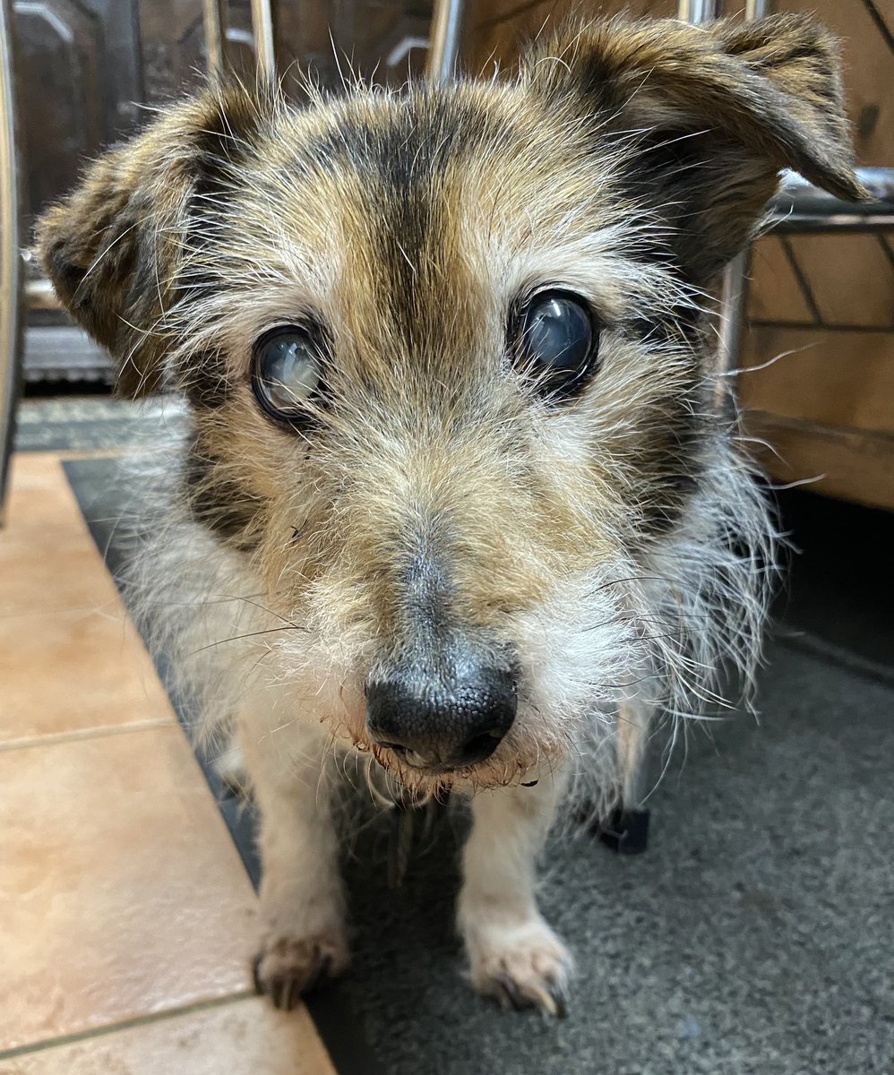 ToniTon830's tweet photo. Happy 16th Birthday to little Bubbles 💕He can’t see very much, is a bit away with the fairies but he still has a  big attitude!! @dogcelebration https://t.co/Z4yIXRxkRY