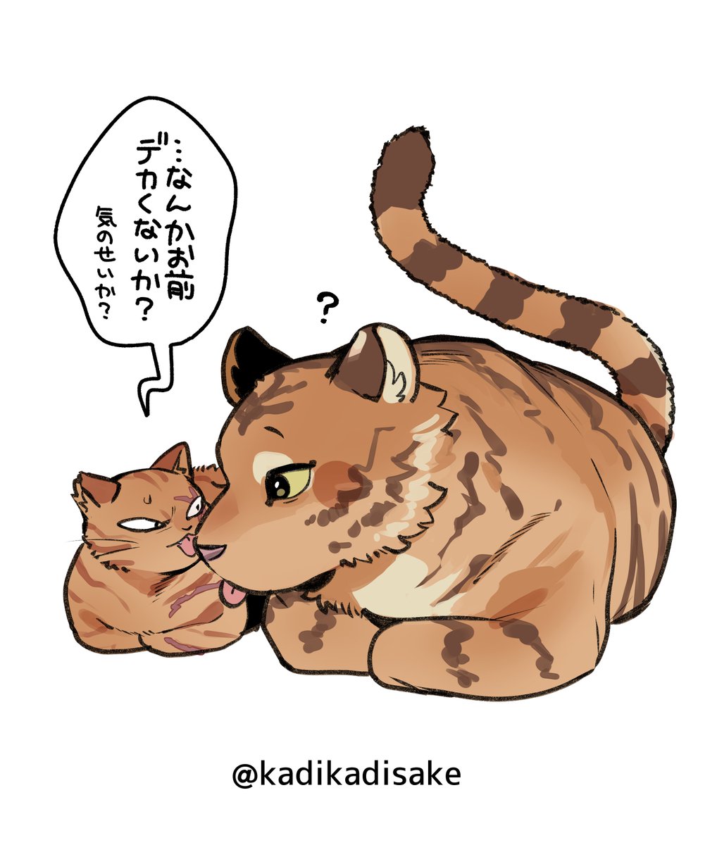 トラ猫とトラ🐱🐯 