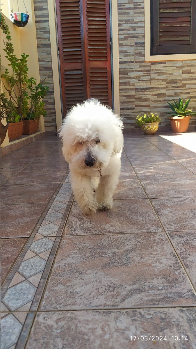 PishuElu's tweet photo. #EsteFinde Ruffino les desea un buen domingo! Desde villa Urquiza @todonoticias https://t.co/Ha26hdTjSU