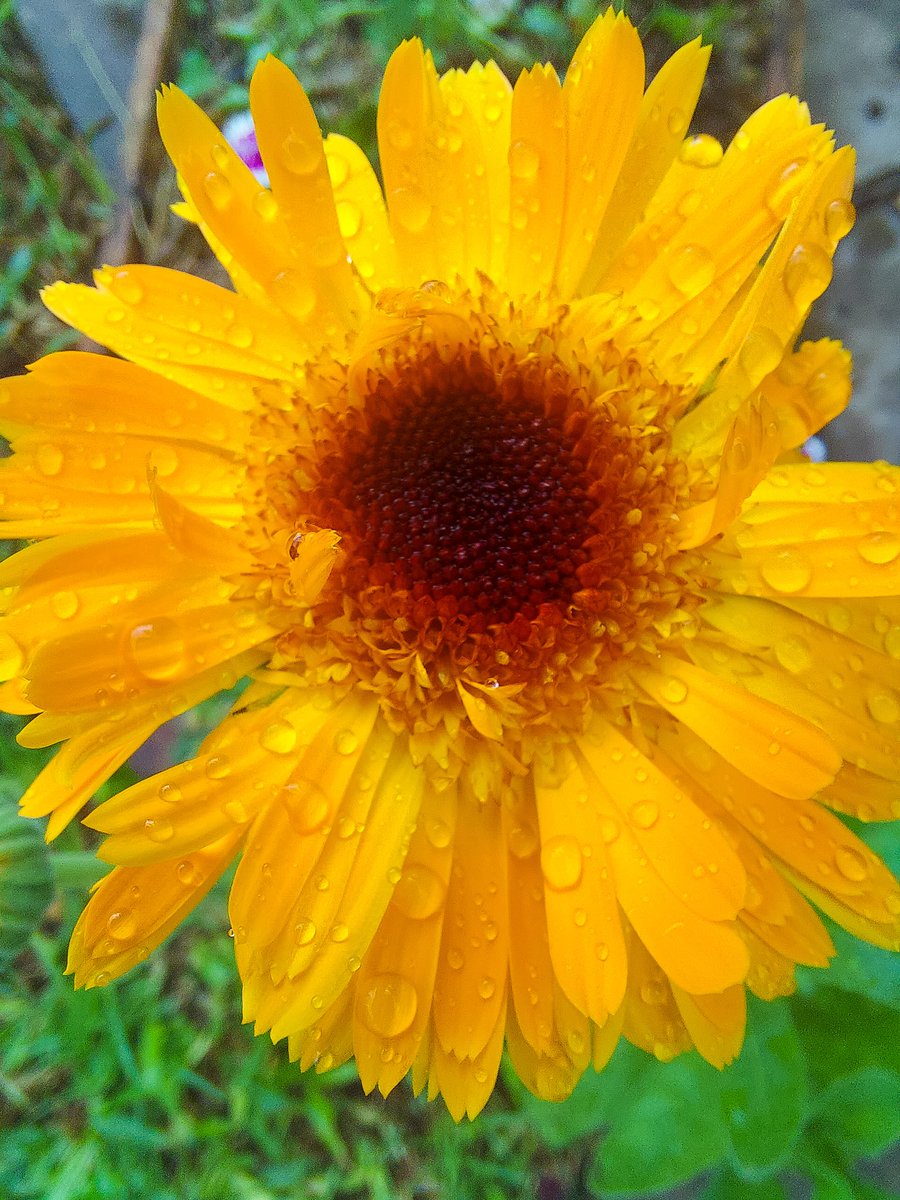 #EsteFinde 
Buen día desde Salta! 
Estrenando caléndula🌼 en la huerta de casa.
