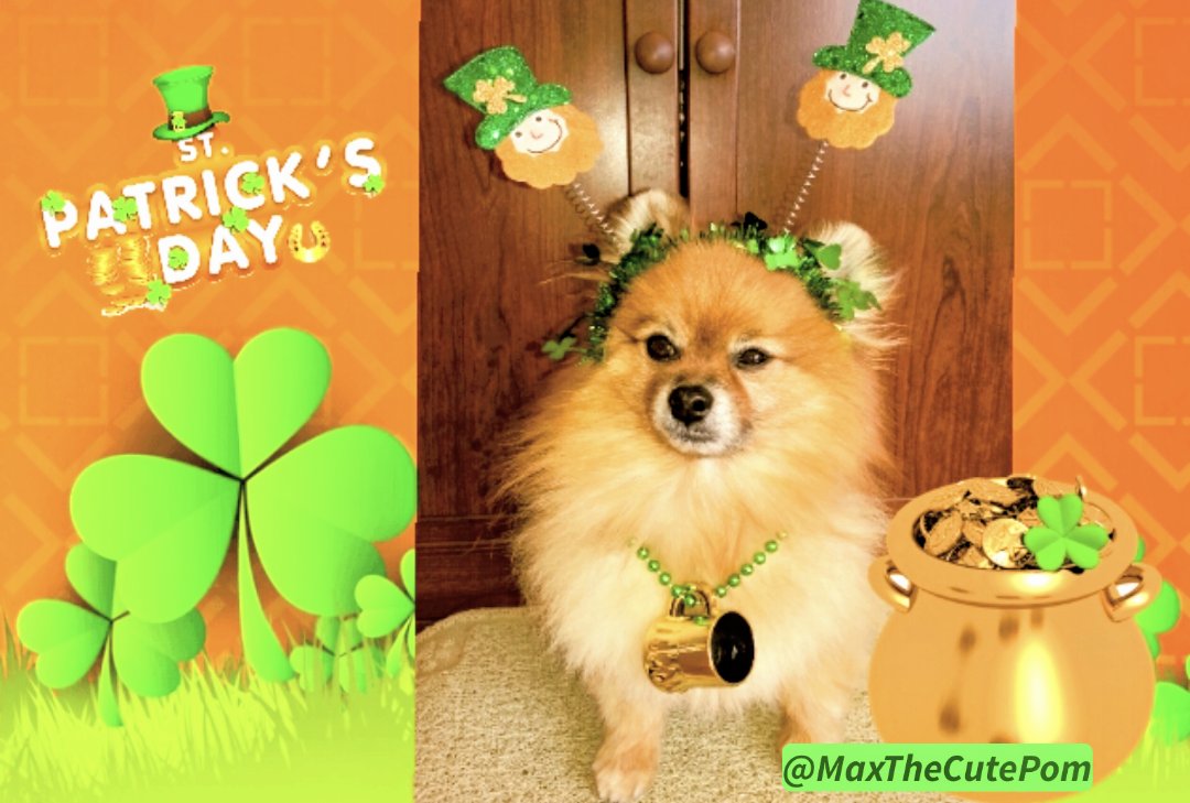 MaxTheCutePom's tweet photo. #HappyStPatricksDay π
#ABlastFromThePast π
Max is #ReadytoParty π»
Have a great #StPaddysDay
Everyone! βοΈ
@ZombieSquadHQ
@theruffriderz
#ZSHQ #ZEOPS
#TheRuffRiderz
Hugs π€ from
#AngelMax and Mom π
#StPatricksDay βοΈ
#LoveMyDog π
#DogsofTwitter https://t.co/Nfq7E2oeA6