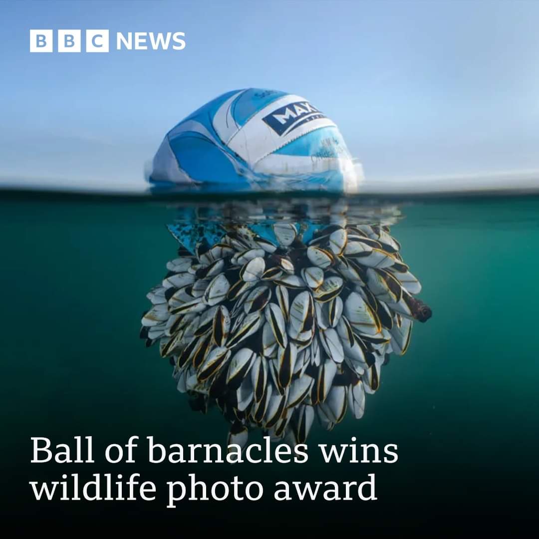 Photography Comp. winning shot shows the impact caused due to transboundary marine litter Ocean pollution has no geographic boundaries impacting all marine ecosystems through the movement of pollution & invasive species which uses the plastic as a carrier bbc.com/news/in-pictur…