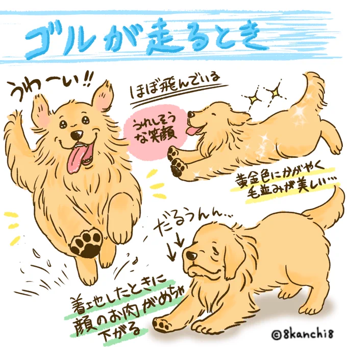 ゴルが走るとき💨💨💨
#ゴールデンレトリバー
#犬のイラスト #大型犬 