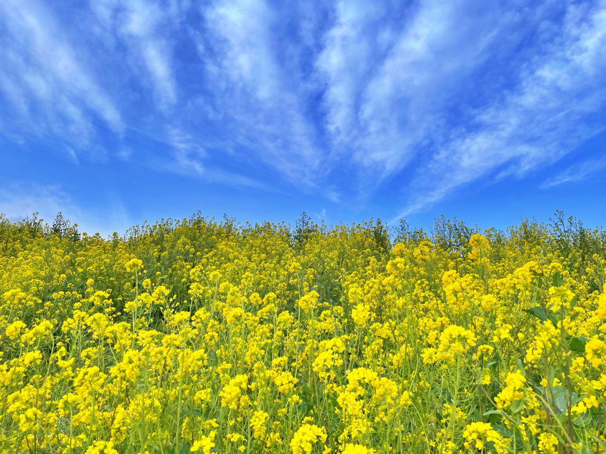 菜の花と青空 #柏の葉　#柏たなか　#利根川　#風景写真　#photo　#青空　#キリトリセカイ