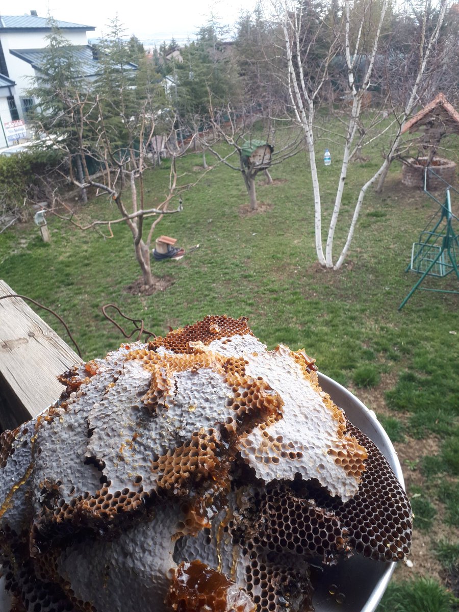 Arılar yesinler dedik. Sezonda balı sağmadık. Arılar kışın sağ çıkamadılar. Karakovanı temizledik. Arıların ölümü bile bize gerçek Karakovan balı bıraktı. Artık yeni sezonda oğul arıyı bekleyeceğiz..