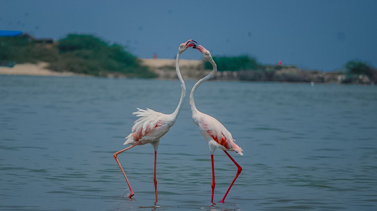 Art of love making 🩶🩵

#BirdsSeenIn2024 #birds #BirdsOfTwitter #Birdseaters #natgeo #indiaAve #photooftheday #BBCWildlifePOTD #theHindu