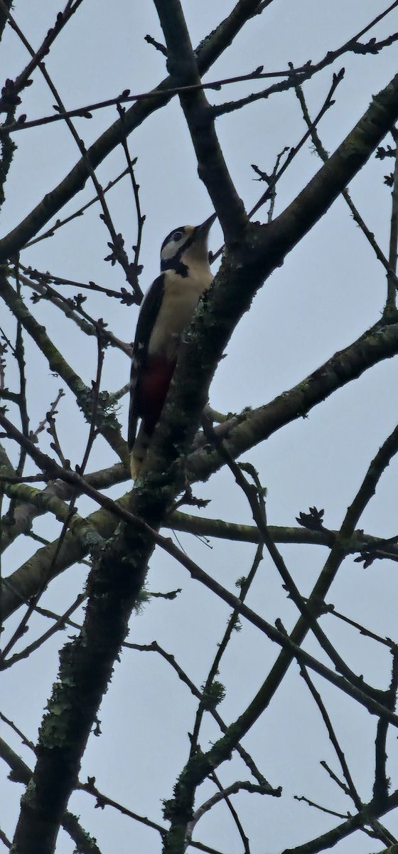 godwinbev's tweet photo. We've been very lucky to see so many beautiful birds this weekend. So many feathered visitors in the trees surrounding our lodge ❤️😍 @BluestoneWales @RSPBCymru @IoloWilliams2 @WTSWW @VisitPembs @BGEco_Education @NatureFSchools @Natures_Voice https://t.co/LVqVQSH68w