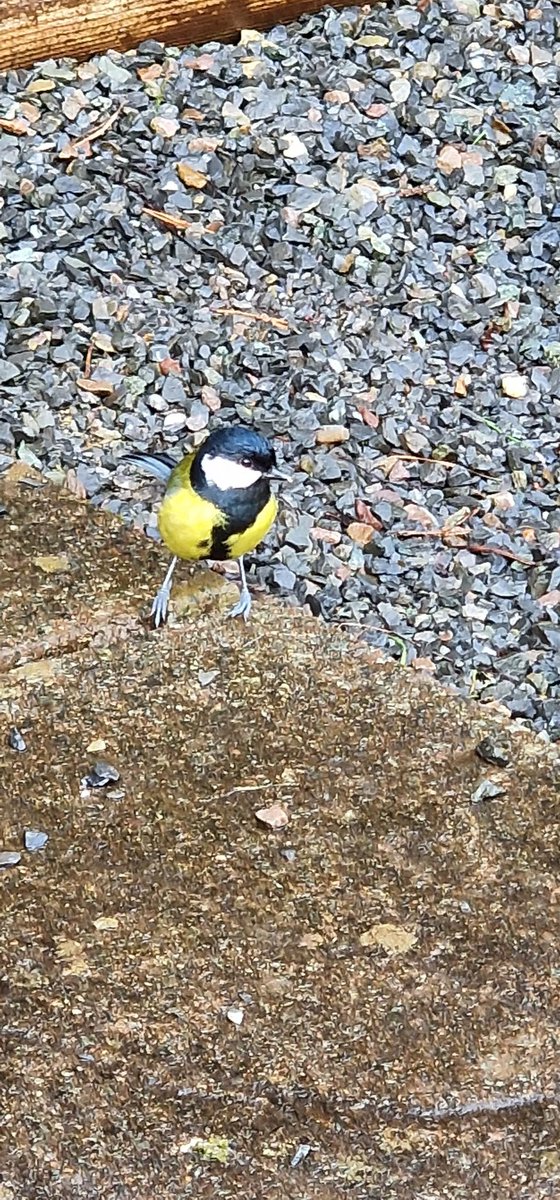 godwinbev's tweet photo. We've been very lucky to see so many beautiful birds this weekend. So many feathered visitors in the trees surrounding our lodge ❤️😍 @BluestoneWales @RSPBCymru @IoloWilliams2 @WTSWW @VisitPembs @BGEco_Education @NatureFSchools @Natures_Voice https://t.co/LVqVQSH68w