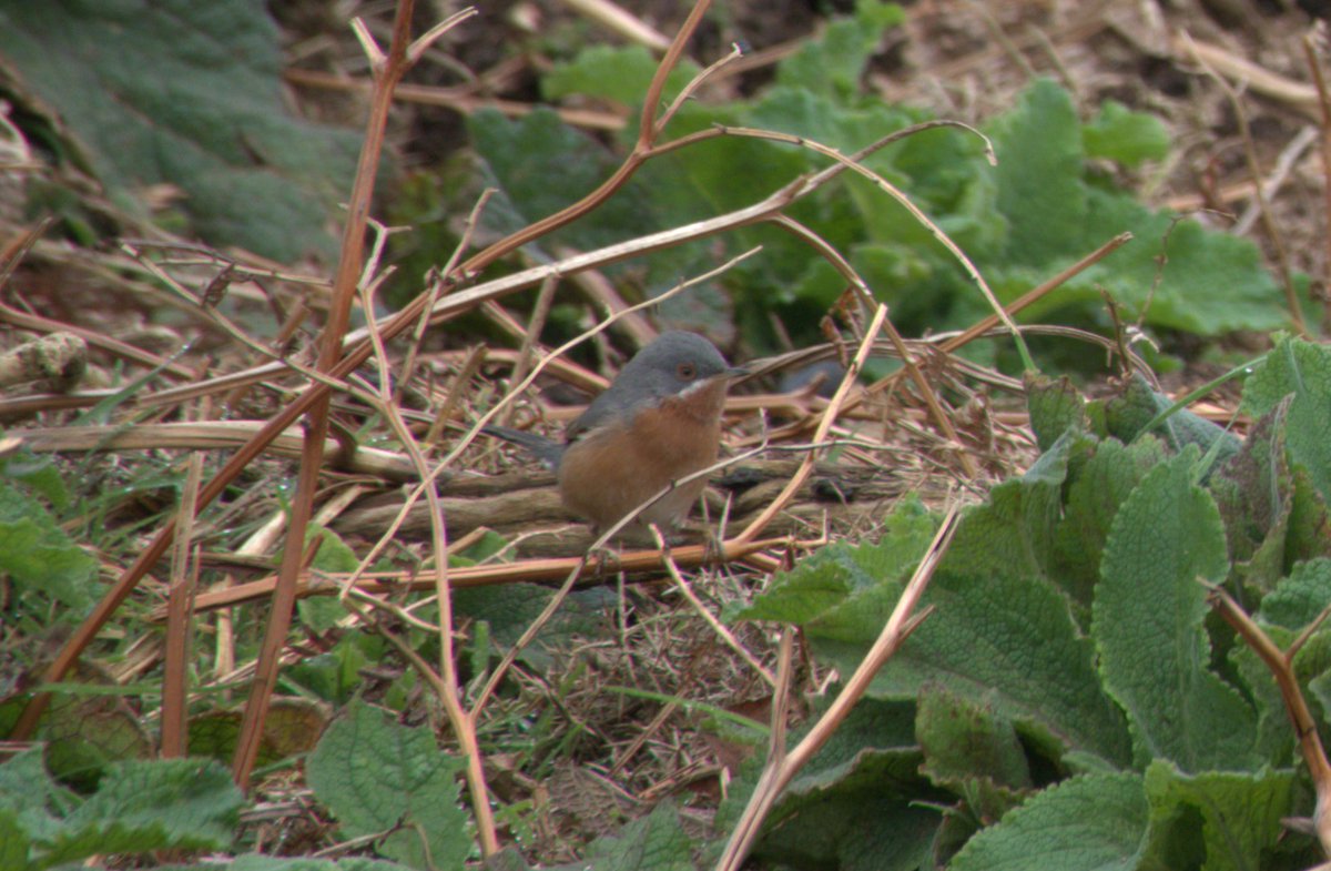 RSPB Ramsey Island (@rspbramsey) on Twitter photo It was a nice Sunday surpise to see this Western Subalpine Warbler on the Northern end of the Island. <a href="/PembsBirds/">Pembrokeshire Bird Group</a> <a href="/BirdGuides/">BirdGuides</a> <a href="/birdsinwales/">Welsh Ornithological Society 🏴</a> It was a nice Sunday surpise to see this Western Subalpine Warbler on the Northern end of the Island. <a href="/PembsBirds/">Pembrokeshire Bird Group</a> <a href="/BirdGuides/">BirdGuides</a> <a href="/birdsinwales/">Welsh Ornithological Society 🏴</a>