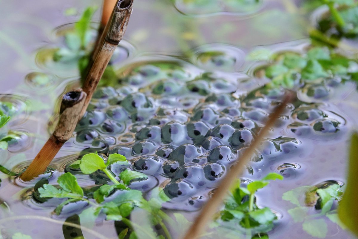AdeysAlthorp's tweet photo. Frogspawn has been in my pond for a few weeks, now the toads have moved in and are busy spawning too. Not many creatures are more handsome than the toad!
Conservation@althorp.com #frogspawn #toadspawn #nature #pond #Spencerestates https://t.co/kIqF7jiuZa