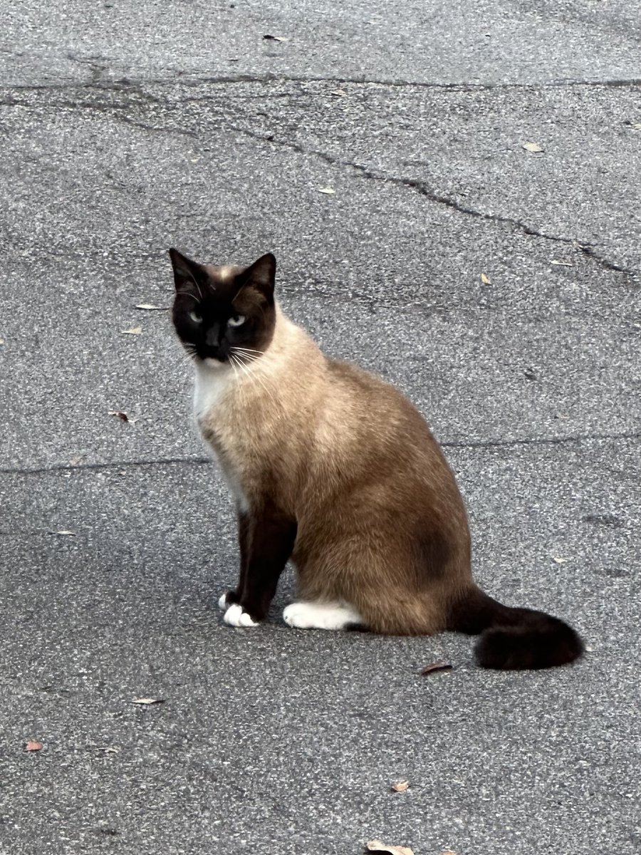 SkinnerPm's tweet photo. Mom’s area has their own Gentrification Kitty. This guy’s name is, wait for it, Gentrification Kitty 2 or GK2. He’s friends with my mom’s Siamese (named ‘Girl’) . He’s less into destroying neighborhoods with AirBnB &amp; more into destroying everything by privatizing public utilities https://t.co/z0F40ReD8J
