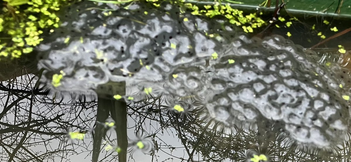 #frogspawn 🐸🐸 again in my tiny pond; so exciting 😁 @LGSpace