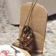 Roach tweet media