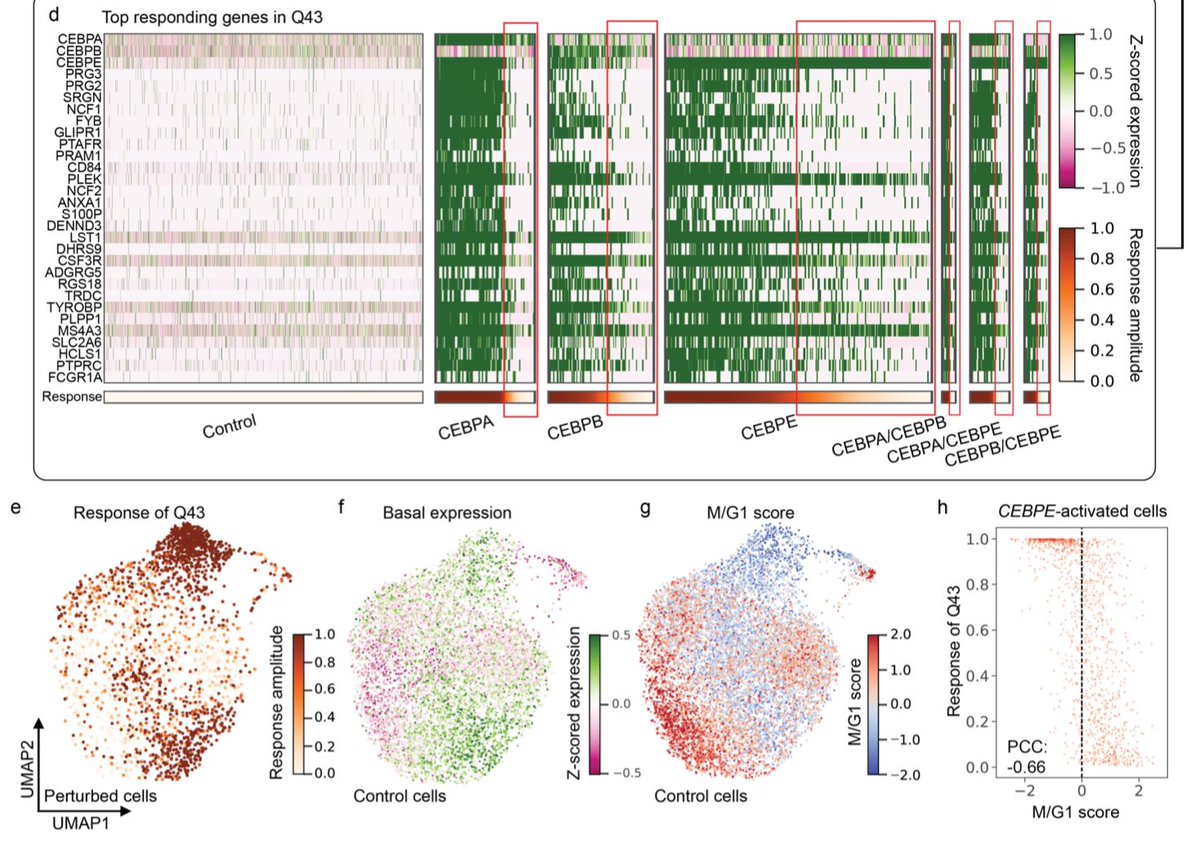 Yang_bio's tweet photo. 4. One example. we reanalyzed Norma et al CRISPR-activated data. We found only a subpopulation of perturbed K562 cells would respond to CEBP#-activation. CellCap identified that this subpopulation already shows a sign of granulocyte differentiation and is not in cell cycle https://t.co/n3U5nI0si3