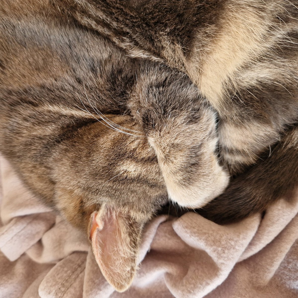 JessFudge20's tweet photo. @SamanthaHarrie3 We can't face #GrumpySunday
#Peanut #Betty #CatsOfTwitter https://t.co/HU7xTwVDpE