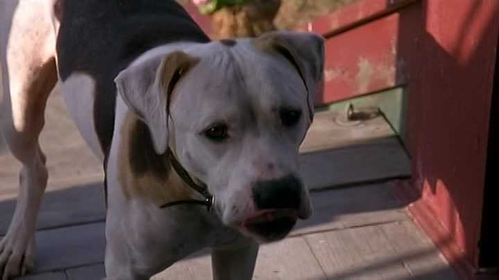 vashoutouts's tweet image. Today's Voice Actor Shout Out Goes To @realmikefox 

#MartyMcFly #MiloJamesThatch #StuartLittle #Chance