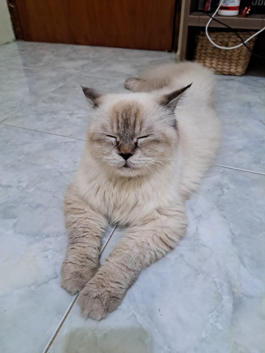 ika tweet media