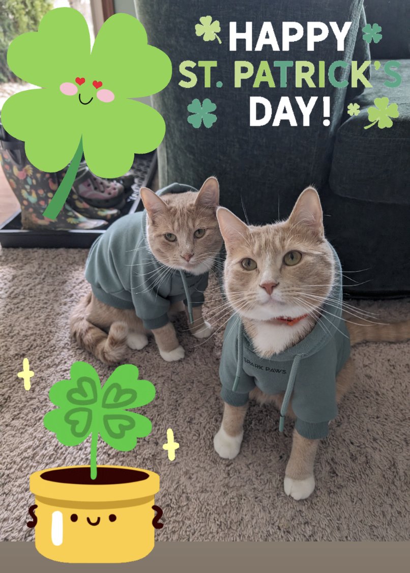HBredlegs's tweet photo. #HappySaintPatricksDay #LUCKY #foundthepotofgold fits by #SparkPaws @Chewy #adoptyourbestfriends https://t.co/ecOFpuGvjs