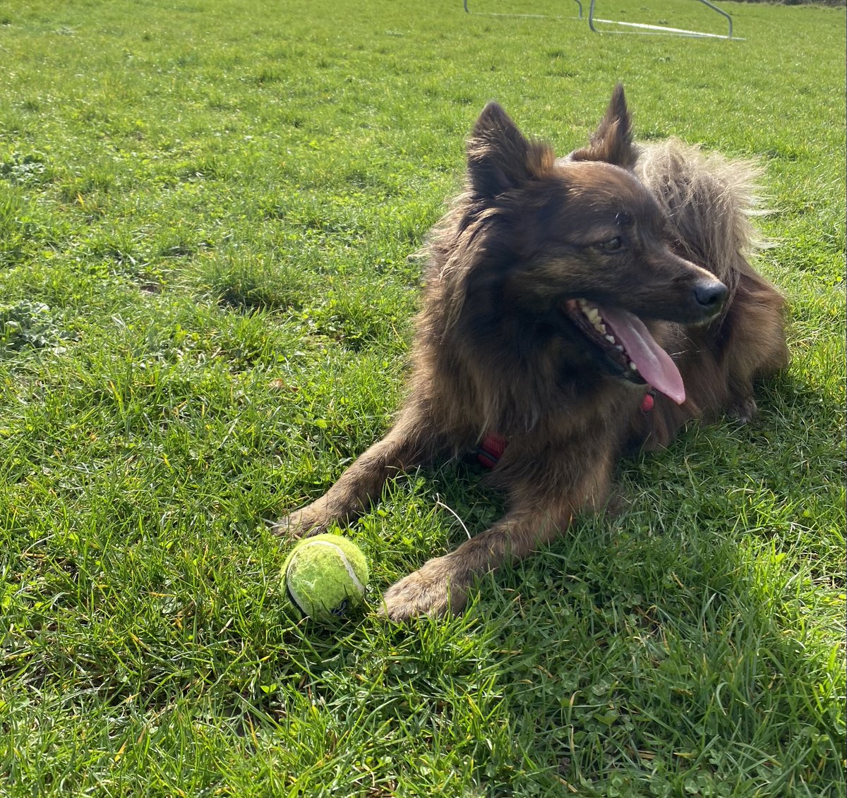 Years ago I might've been out singing and carousing but today it's hanging with my children and dog and being fairly chuffed I have the bones of a new short story. It's what St. Patrick would have wanted, or something.