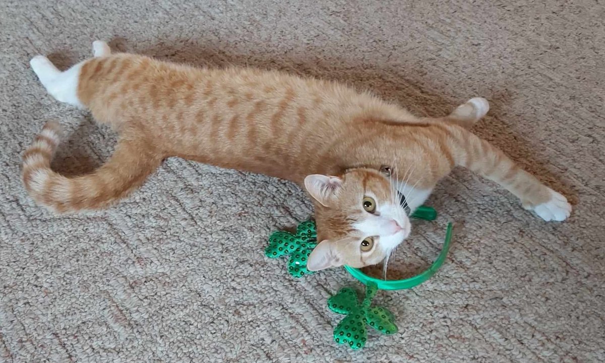 hunterandrupert's tweet image. ☘️ Happy St. Paw-Trick&apos;s Day ☘️