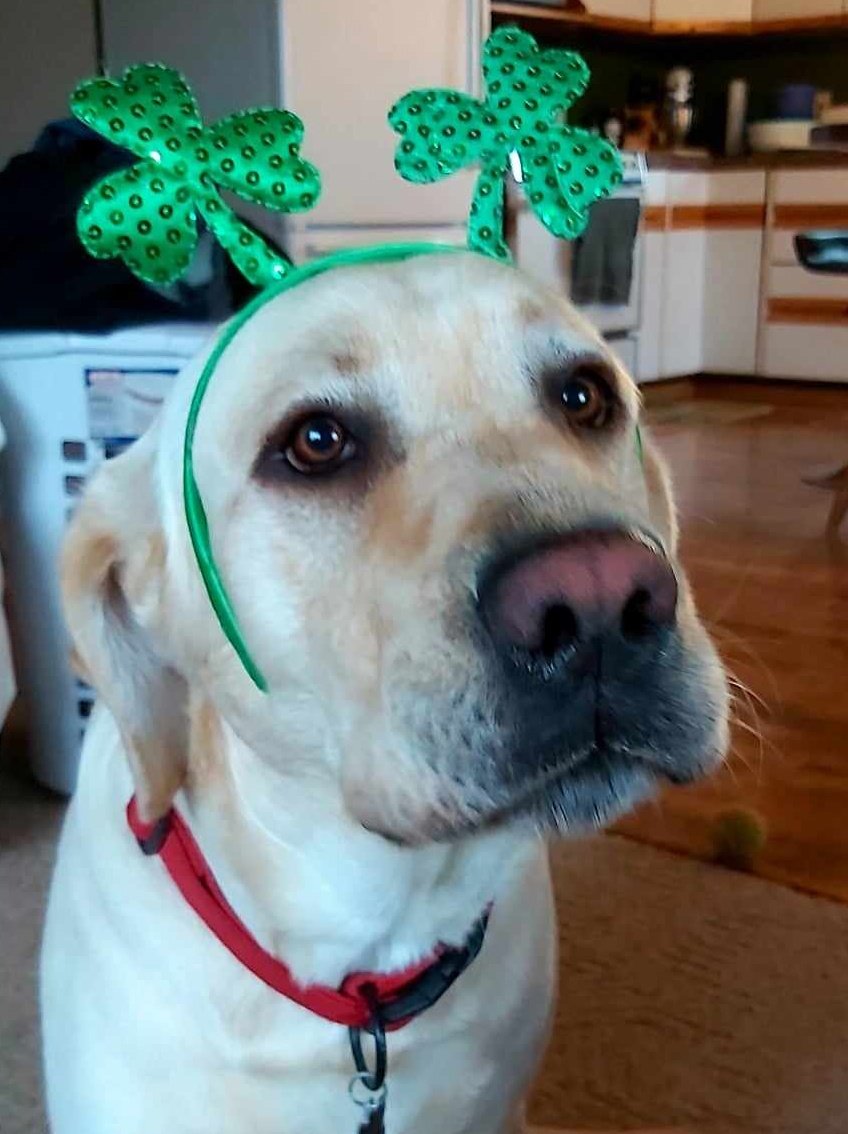 hunterandrupert's tweet image. ☘️ Happy St. Paw-Trick&apos;s Day ☘️