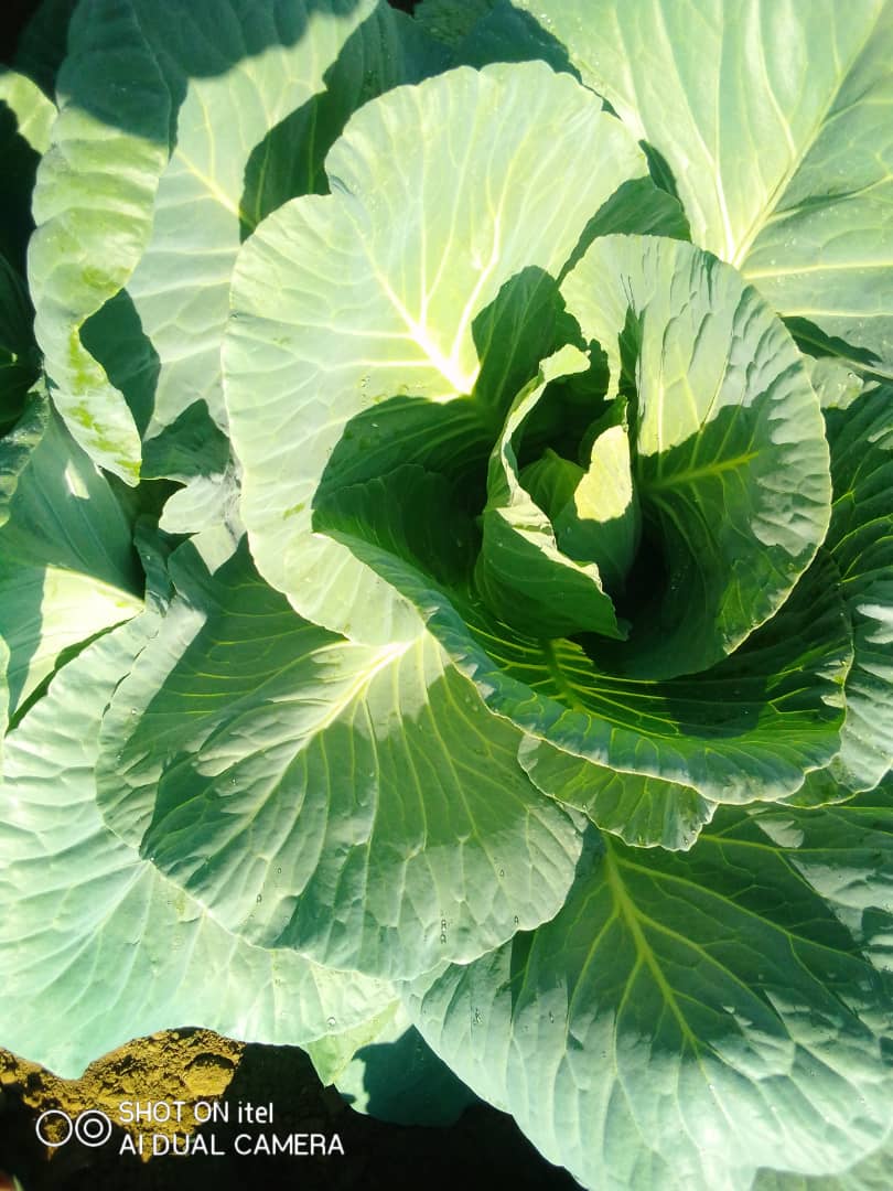 6000 plants of Cabbage variety Lunaria 57 days old at Global Gardens, Zaka Masvingo @mrLethario @FarmDudeZW @MoLAFWRD_Zim