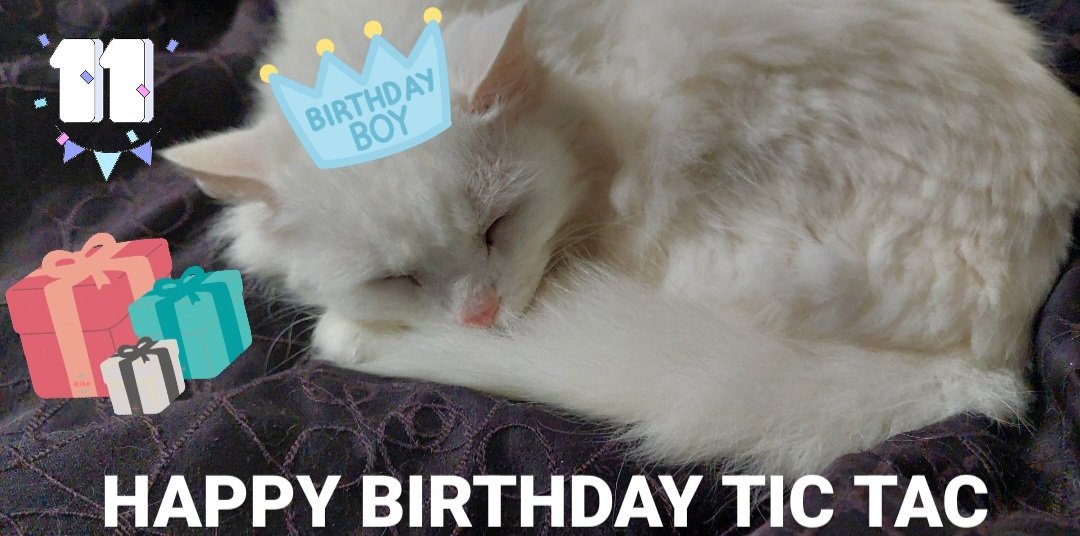 Happy birthday Tic Tac! He is 11 🎁❤️