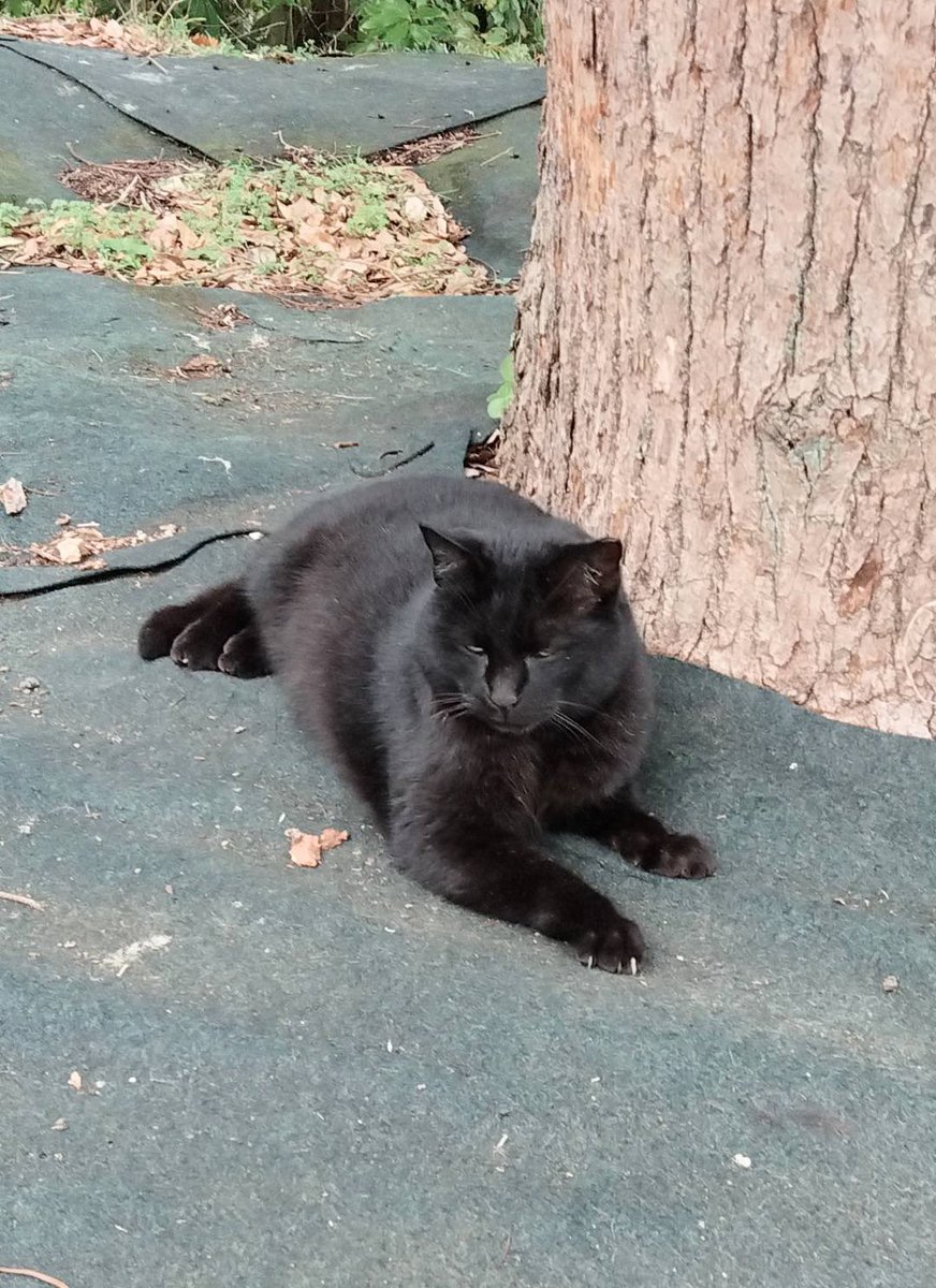 公園の猫さんたち🐈‍⬛🐈 クロくんが旅立った 大人しくて優しい子 あっちの世界に着いたら仲間たちも待ってるよ。 お疲れ様でした