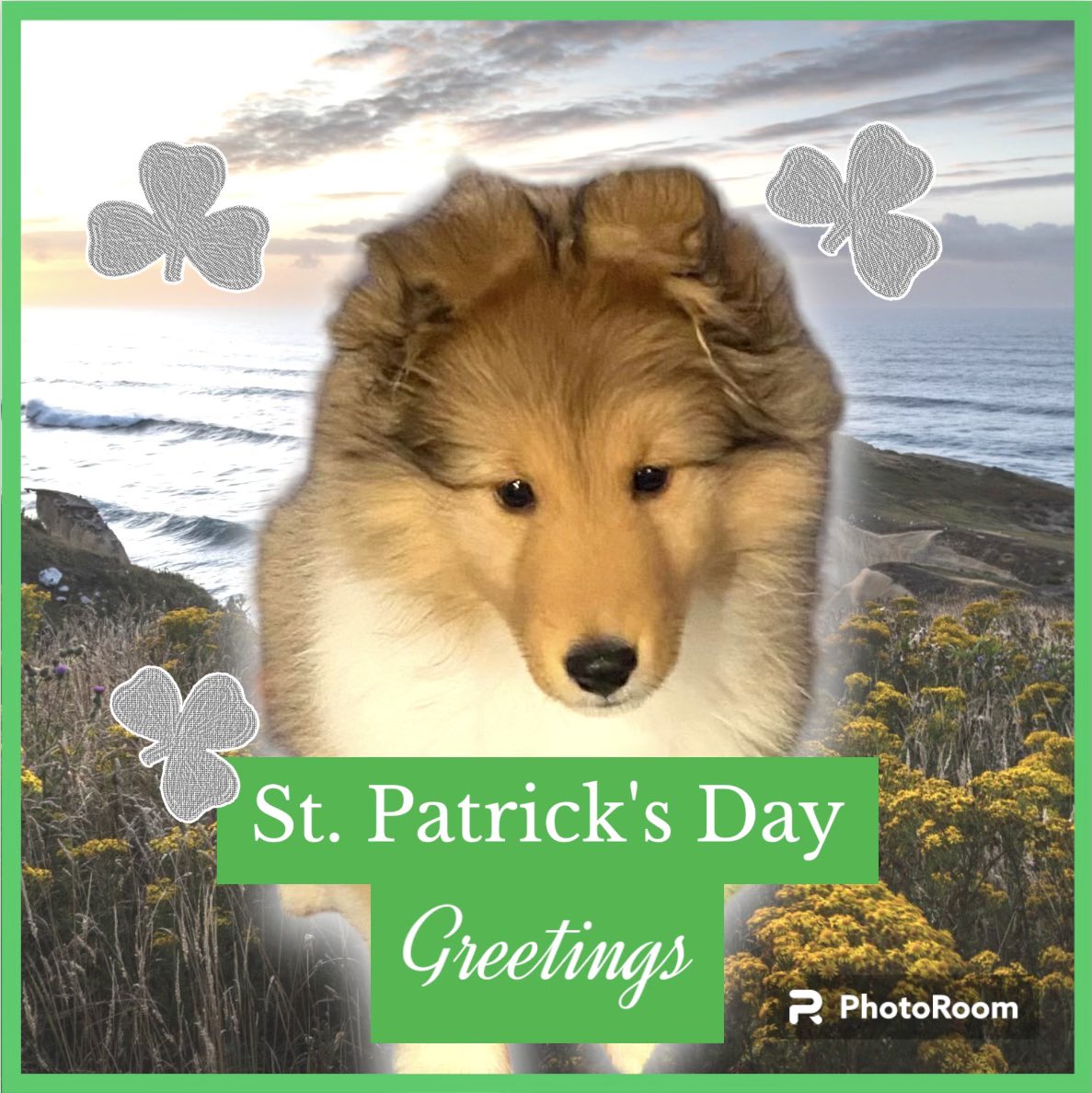 Happy St. Patrick’s Day! Love, Baby Kai ☘️🐾☘️