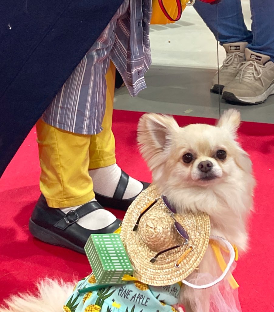 TORAMarche's tweet photo. 東北キャンピングカーショーで開催されたドッグファッションショー＆コンテストに出場してきました✨
飼い主が夜なべして作った虫かご(紙製)と虫網(排水溝ネット)で夏休みイメージでした🤣

#東北キャンピングカーショー
#Cuun https://t.co/EHn4Hk3UsY