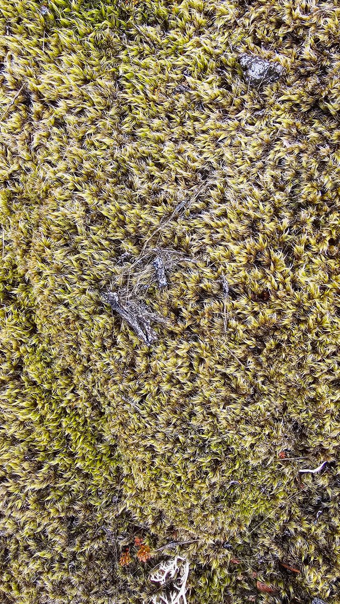 Beautiful tephra and Pele's hair from yesterday's eruption in Svartsengi, between Skógafell and Hagafell.