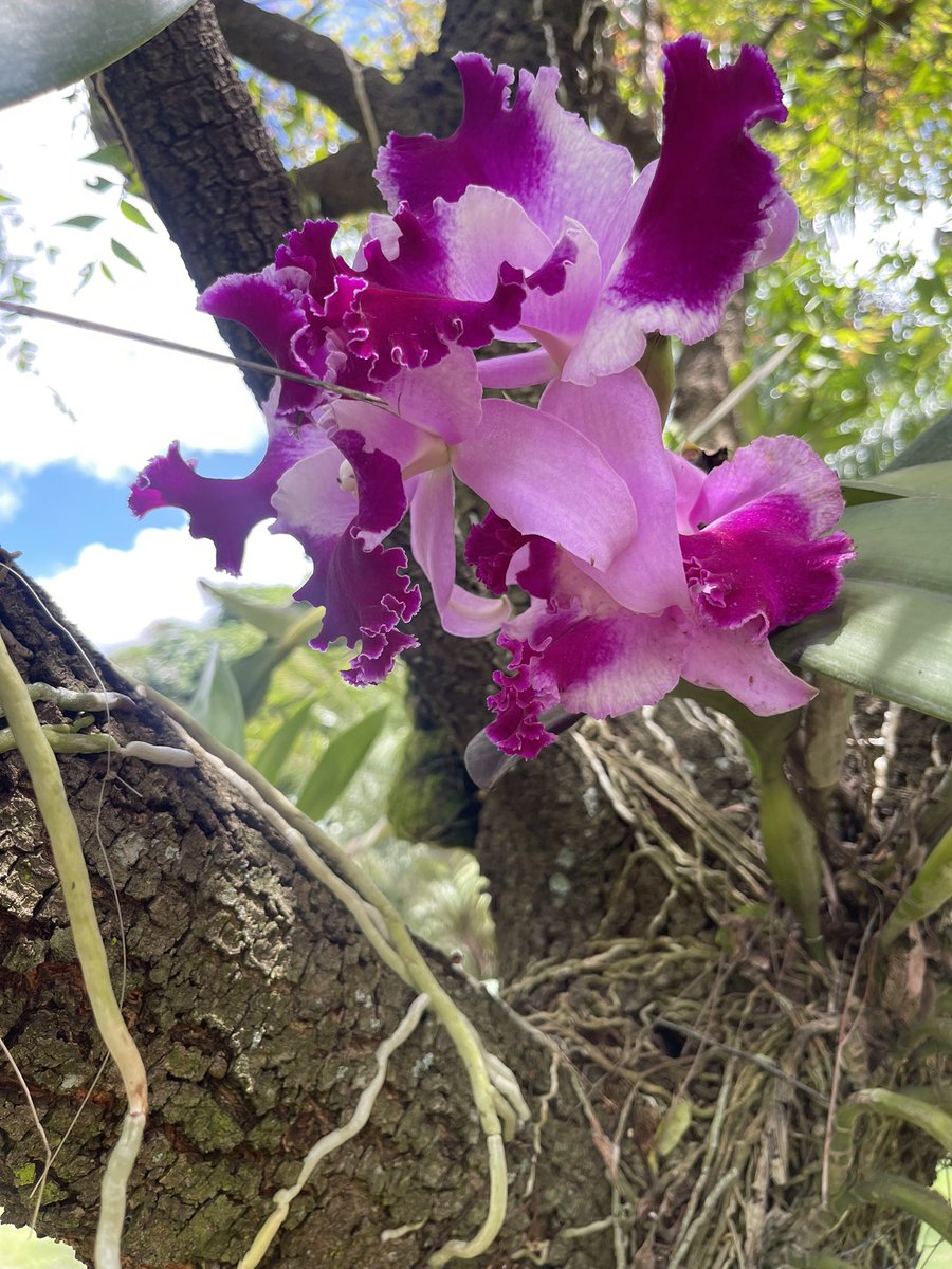 PutonLeia's tweet photo. Today is Sunday! let's rest and enjoy the beauty of nature https://t.co/Fy1wm9JmD6