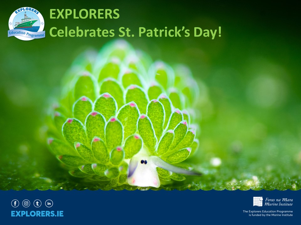 Happy St. Patrick's Day, everyone! With love from The Explorers Programme and all of our beautiful native Irish creatures of the sea, including the very patriotic green nudibranch! ☘️ #KeepExploring #paddysday2024 @marineinst