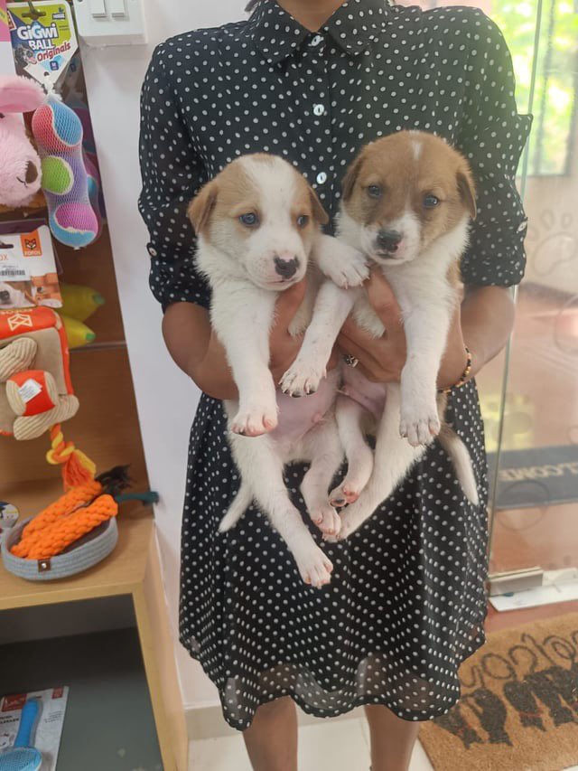 🐾🏠 Calling all dog lovers in #Bangalore! 5 adorable Desi Indies urgently need loving homes. 🐶❤️ Dewormed, vaccinated, and full of love to give! 📧 samyuktha24.a@gmail.com or cat@dogwithblog.in to adopt! #AdoptDontShop 🐾 RT!